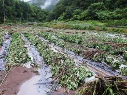 영양군, '시간당 52㎜' 폭우에 피해속출 기사 이미지