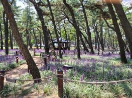 도심에 녹색을 채우다! 경북도, 297억 원 투입 도시숲 조성 기사 이미지