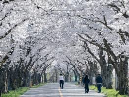 “벚꽃 끝났다고?”  경주 암곡, 마지막 봄을 붙잡다 기사 이미지